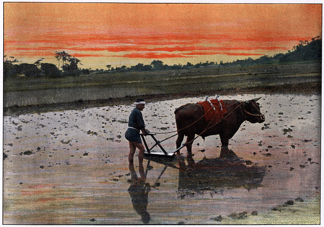 Förberedelse av en risplantage i Japan, c1890 av Charles Gillot