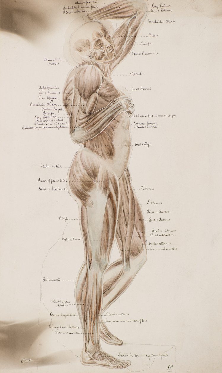 Studera [Human muscles (captioned)] , c.1884 (wash drawing) av Charles Gustav Louis Phillips