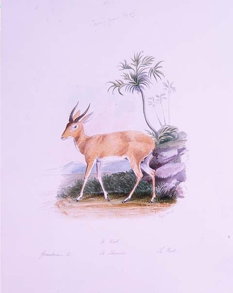 Kob av James Edwin Edward Dawe, från 