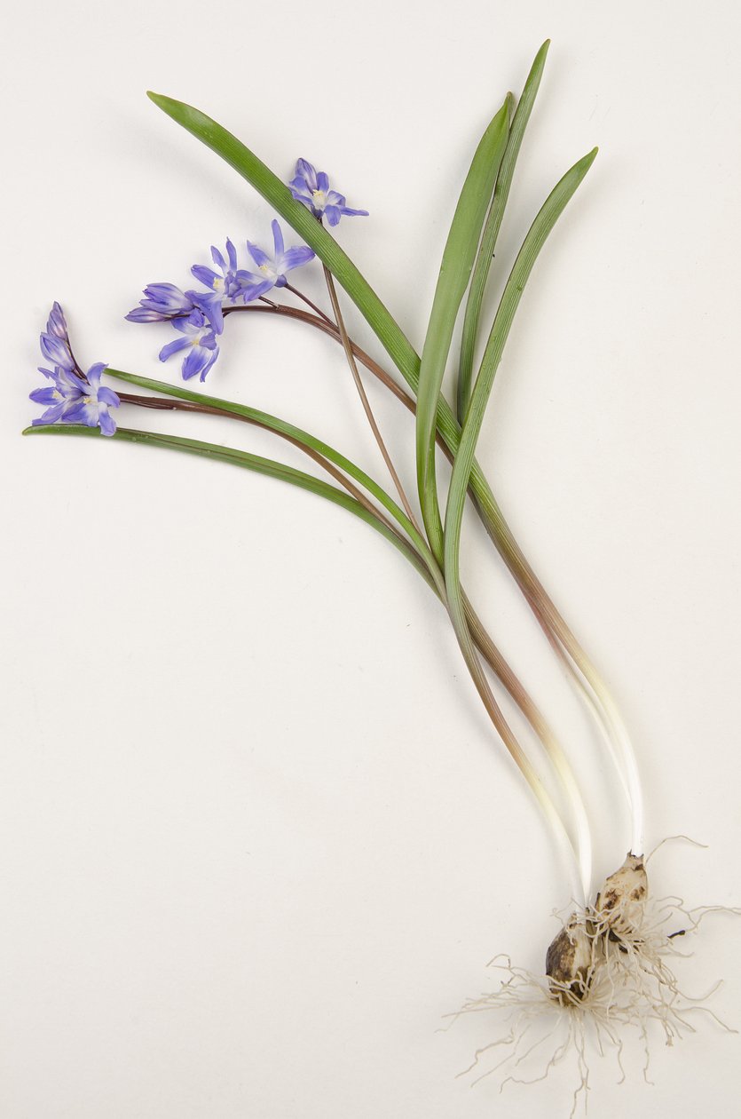 Botanisk tavla/Chionodoxa forbesii/Chionodoxa luciliae/Snöns Glory av Augustus Kollner
