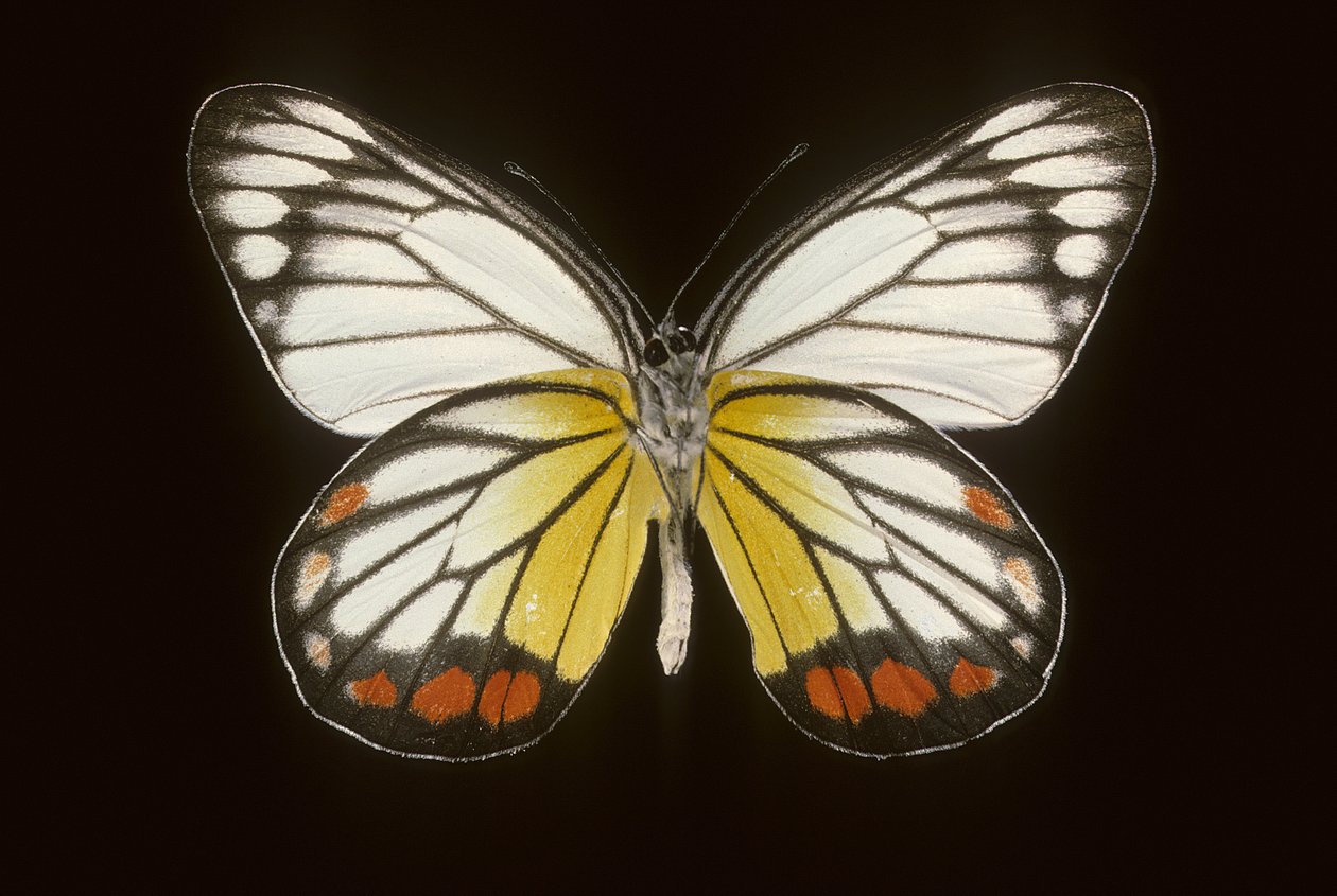 Delias hyparete/Man av Augustus Kollner