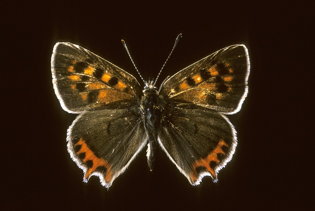Lycaena phlaeas/vanlig koppar av Augustus Kollner