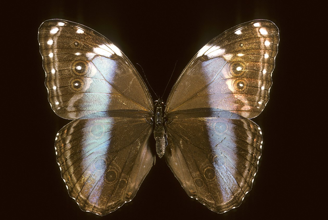 Morpho achilles/Kvinna av Augustus Kollner