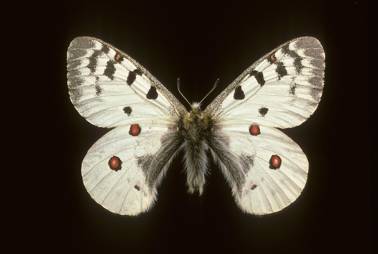 Parnassius phoebus/liten apollo av Augustus Kollner