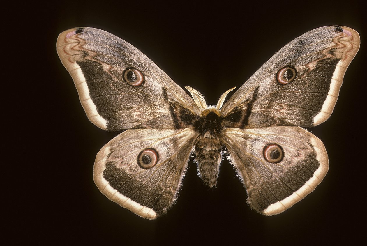 Saturnia pyri/Stor nattpåfågel av Augustus Kollner