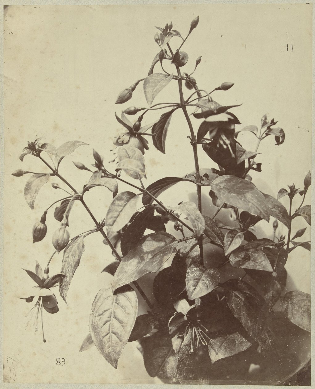 Blomsterstilleben med fuchsia av Charles Hippolyte Aubry