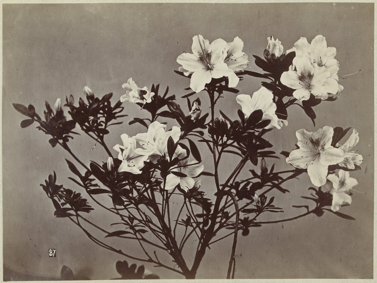 Blomma stilleben med liljor av Charles Hippolyte Aubry
