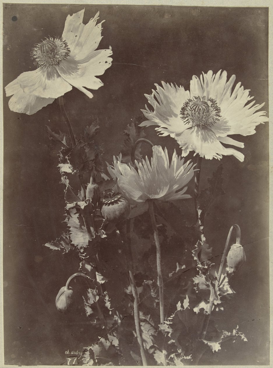 Blomsterstilleben med vallmo av Charles Hippolyte Aubry