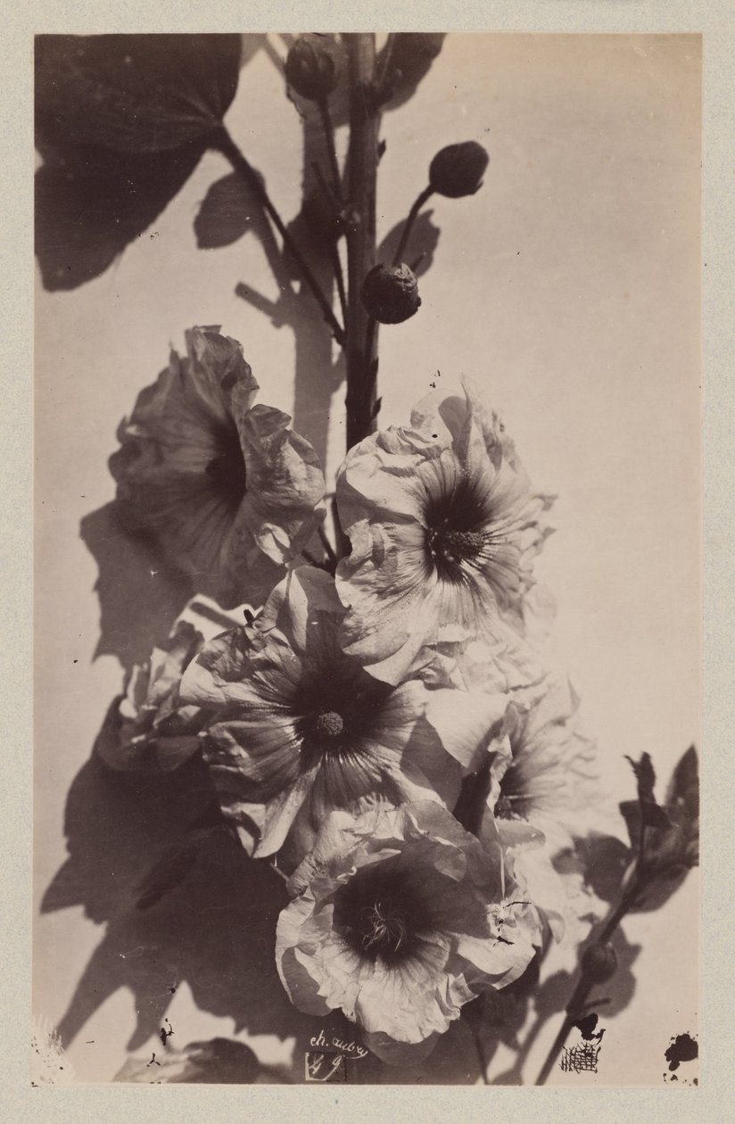Blomma stilleben med stockrosa av Charles Hippolyte Aubry