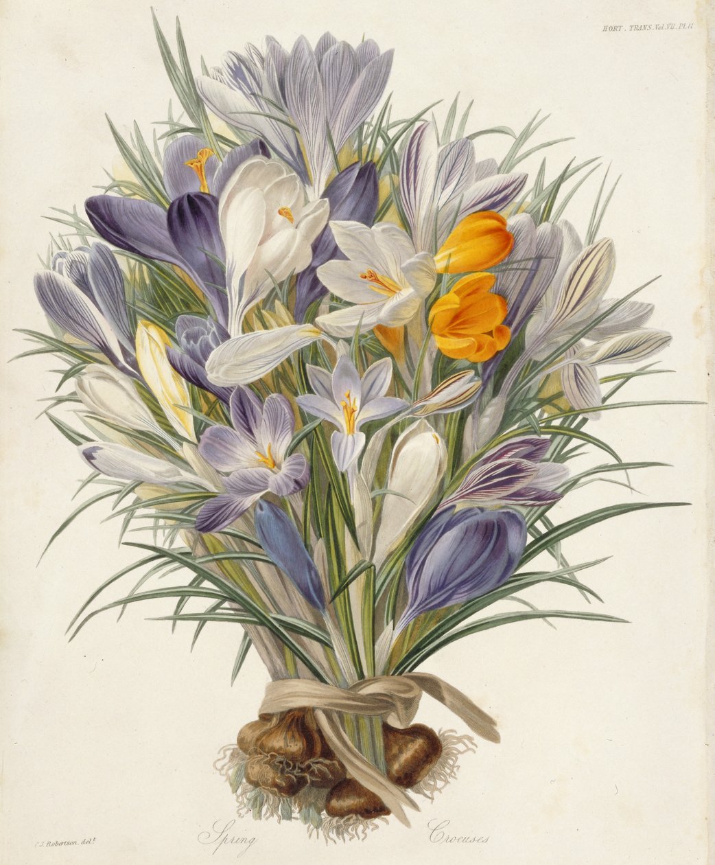 Spring Crocuses, tallrik från Transactions of the Horticultural Society, London, volym VII, 1830 (handfärgad gravyr) av Charles John Robertson