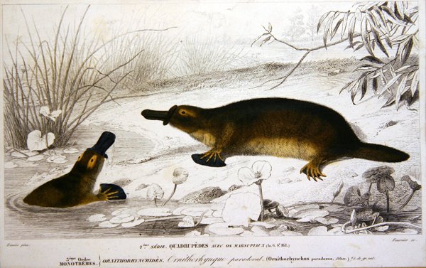 Platypi, illustration från 