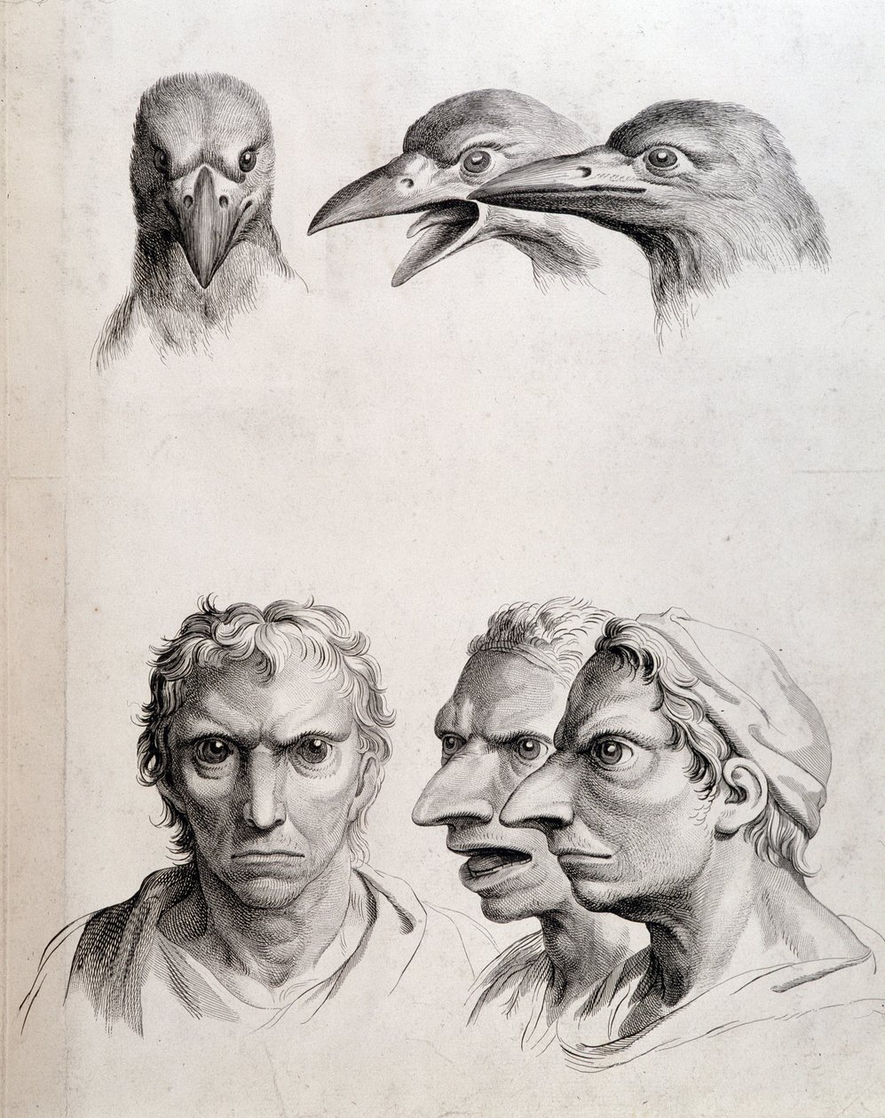 Profiler av fågel och "man-bird (man-bird)" - av Lebrun, i "" Behandlingar av människans fysionomi jämfört med djurens"" av Charles Le Brun