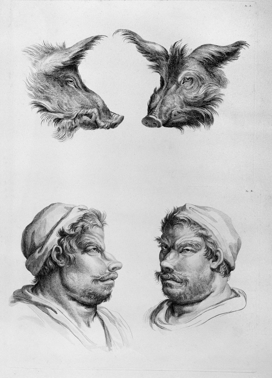 Likheter mellan huvudet på en galt och en man, från "Porträttbok för dem som börjar rita" av Le Brun av Charles Le Brun