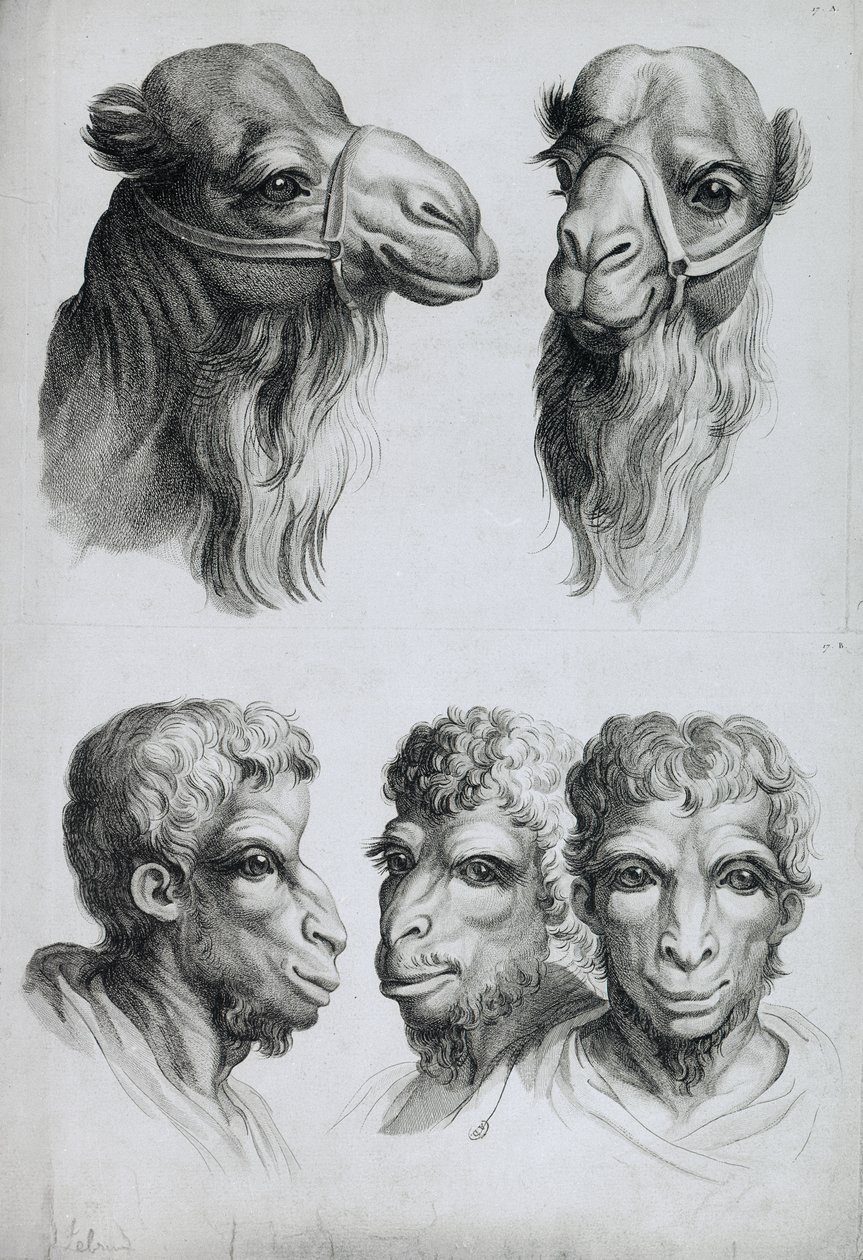 Likheter mellan kamelhuvudet och människohuvudet, ur "Livre de portraiture pour ceux qui commencent a dessiner" av Le Brun av Charles Le Brun
