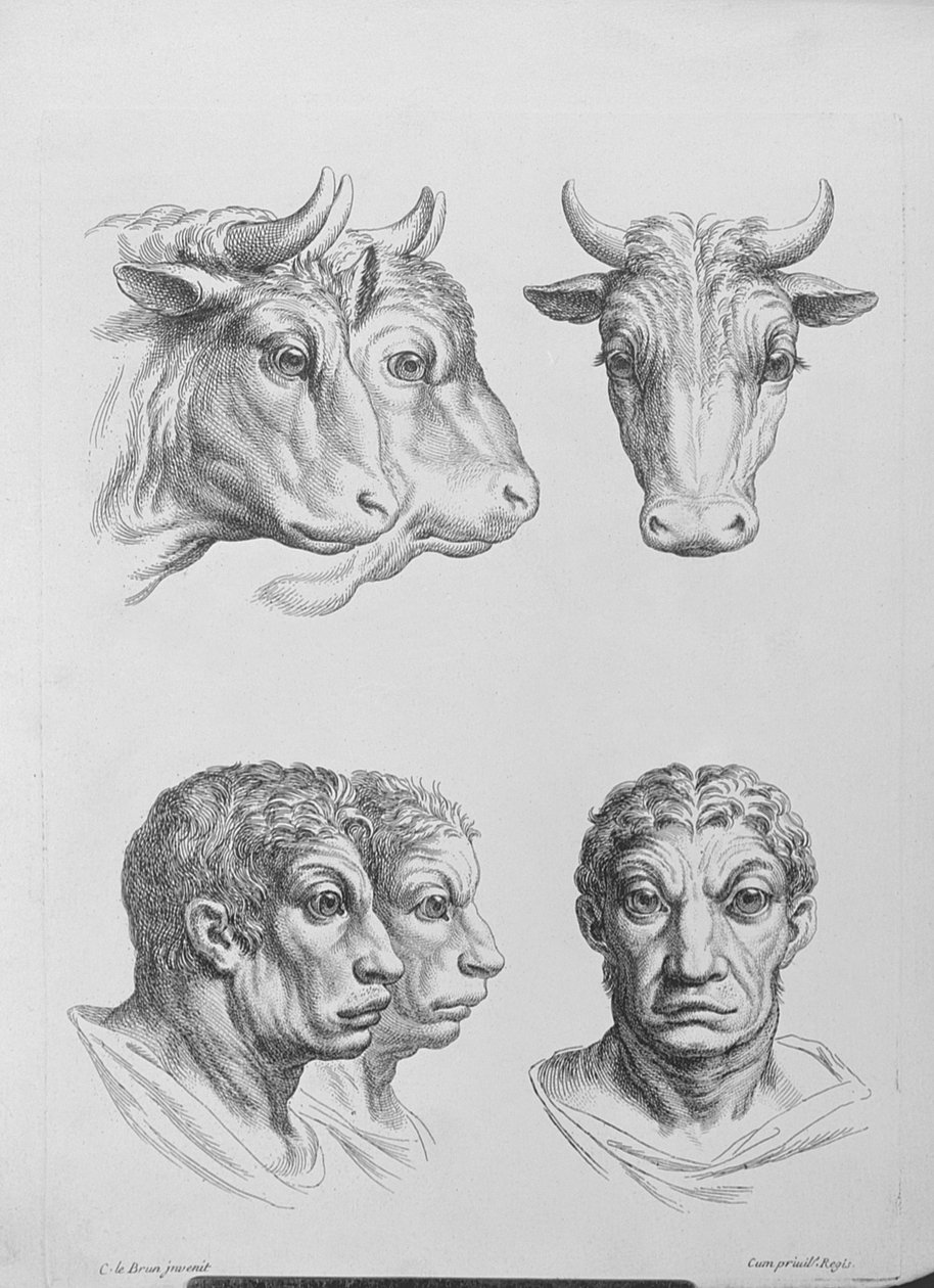 Likheter mellan huvudet på en oxe och en man, från "Porträttbok för dem som börjar rita" av Le Brun av Charles Le Brun
