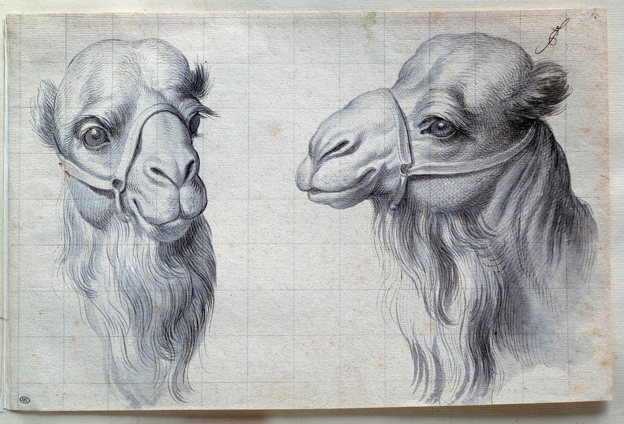 Studier av två kamelhuvuden Teckning av Charles Lebrun (Le Brun) (1619-1690) 1600-talet. Dämpa. 0,22x0,32 m. Paris, Louvren av Charles Le Brun