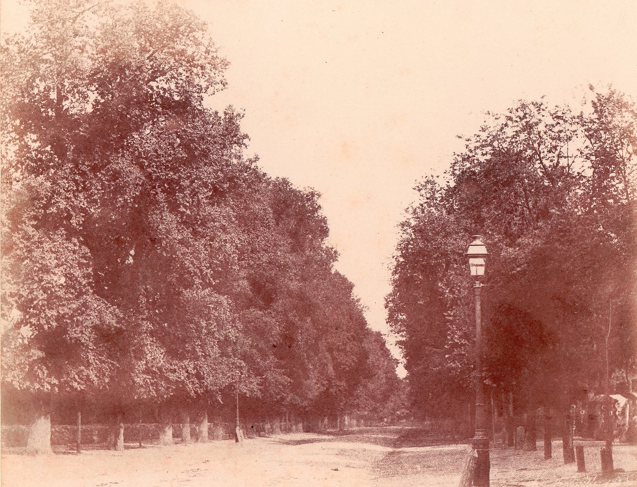 Trädkantad uppfart, 1850-53. av Charles Marville