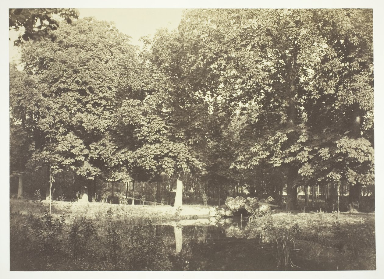Utan titel, c. 1850. [Träd nära vatten i Bois de Boulogne, en park i Paris]. av Charles Marville