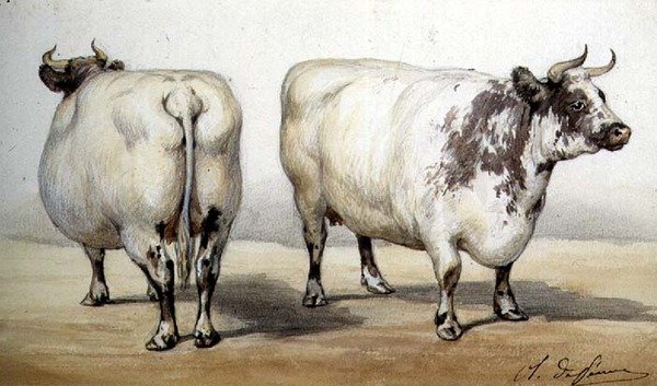 Studie av två långhornade kor (akvarell) av Charles Oliver de Penne