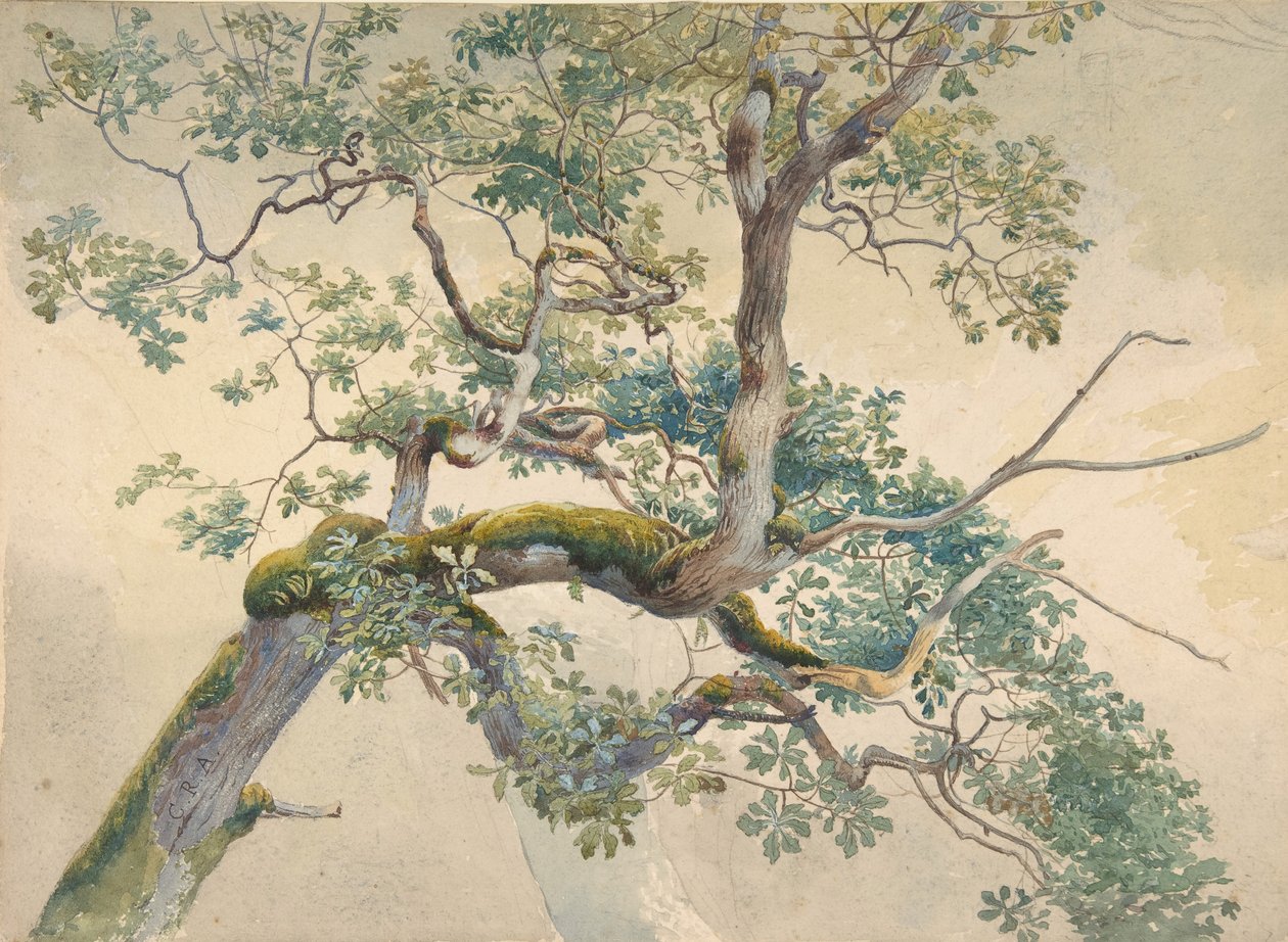 Trädgrenar, 1852-1908. av Charles Reginald Aston