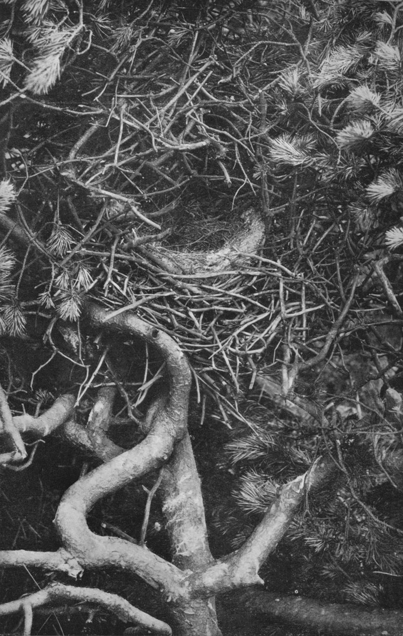 Nest of Skata, c1882, 1912 av Charles Reid