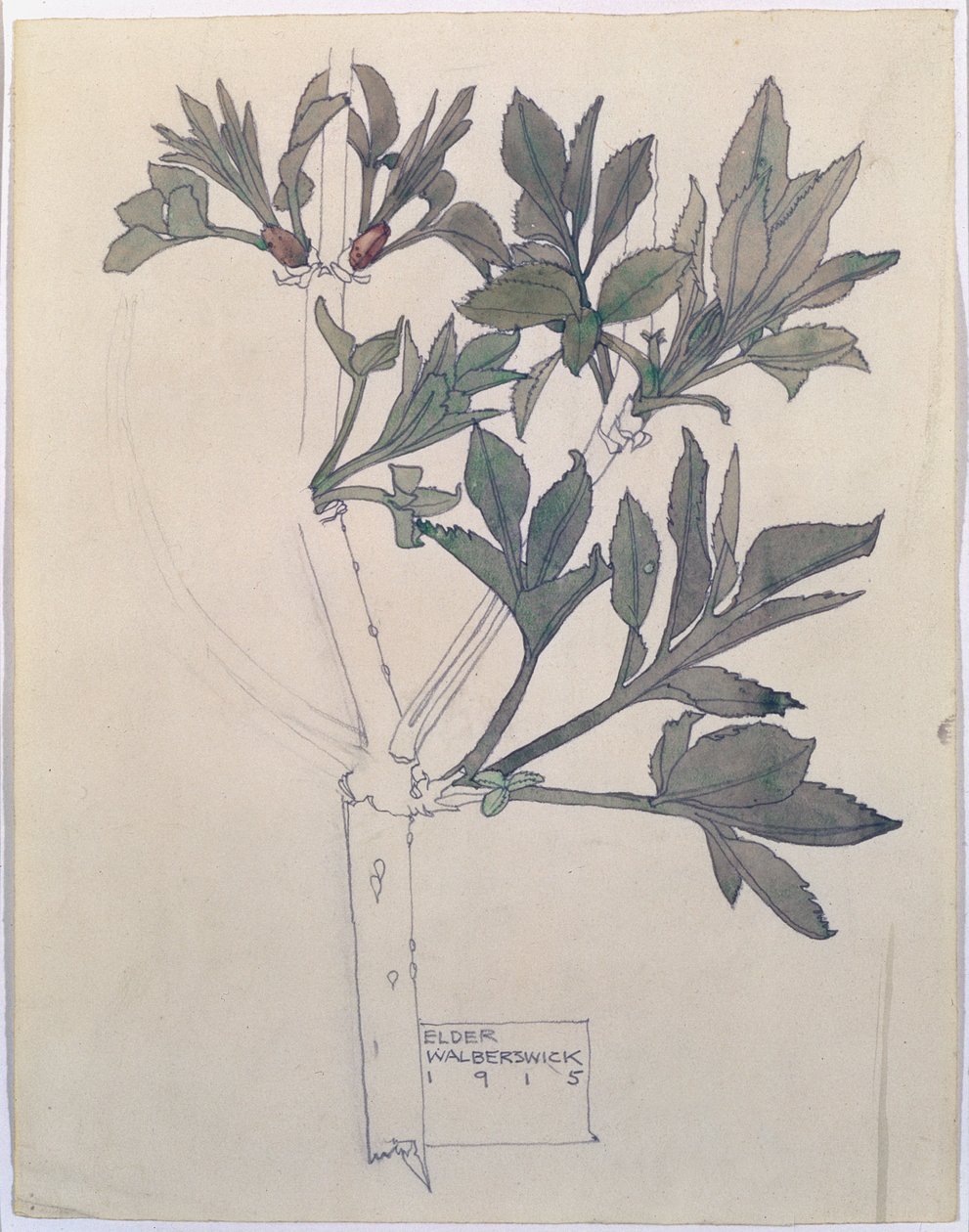 Elder, Walberswick, 1915 (wc & pencil on paper) av Charles Rennie Mackintosh