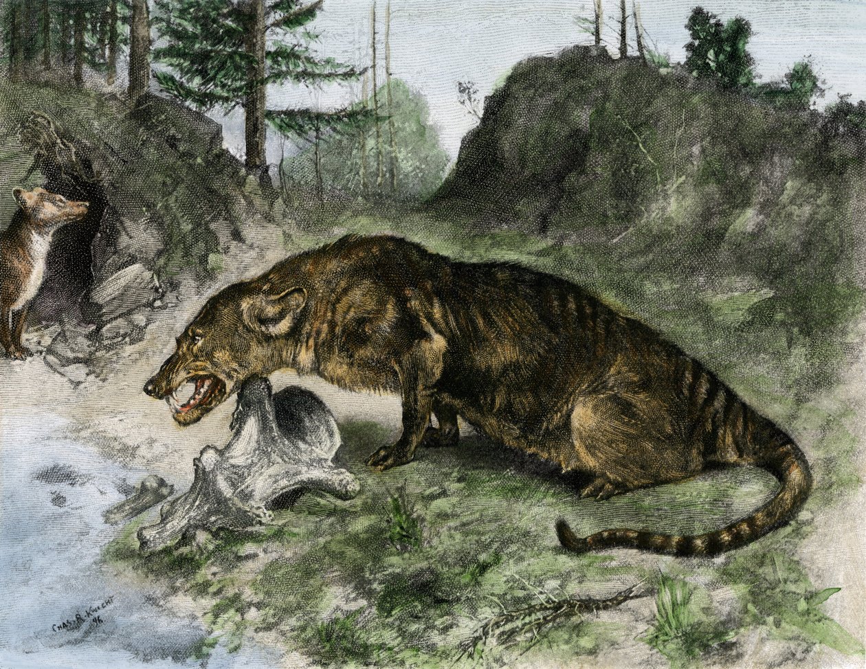 Förhistoria: en mesonyx på stranden av Lake Uintah i Utah och Wyoming (USA) (gravyr) av Charles Robert Knight