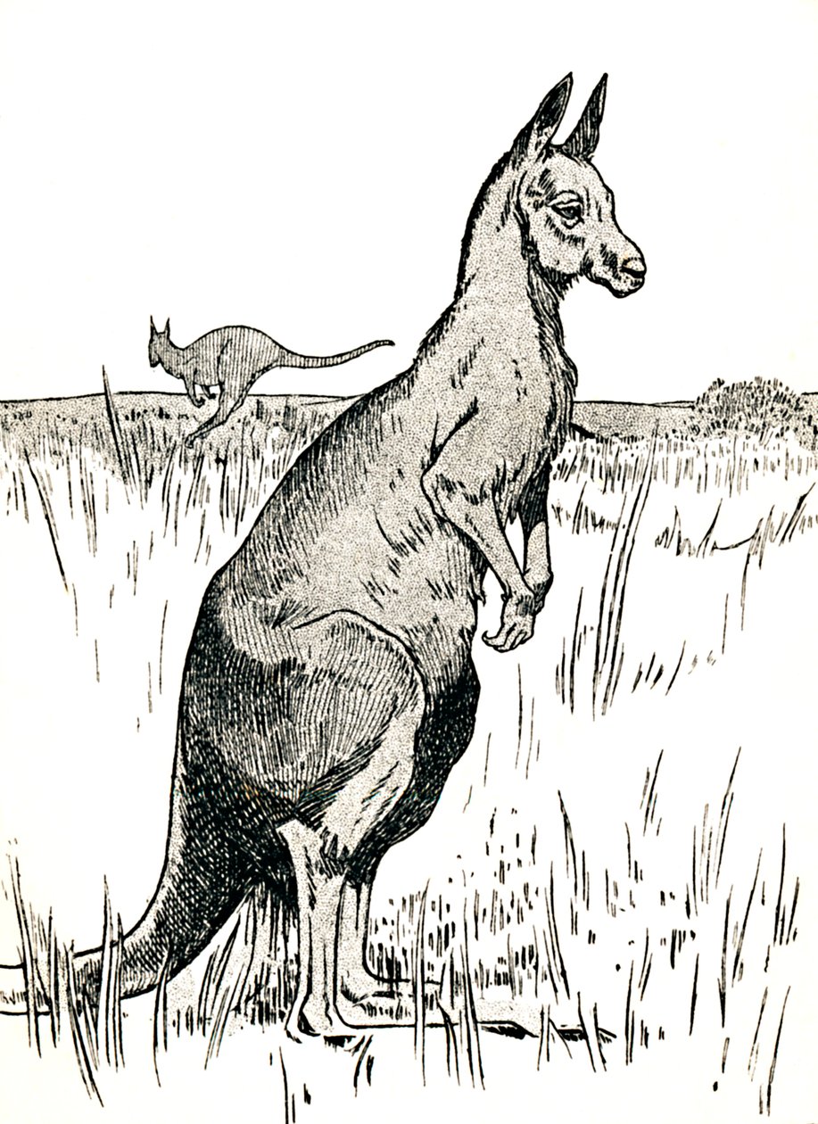 Kängurun, 1912 av Charles Robinson