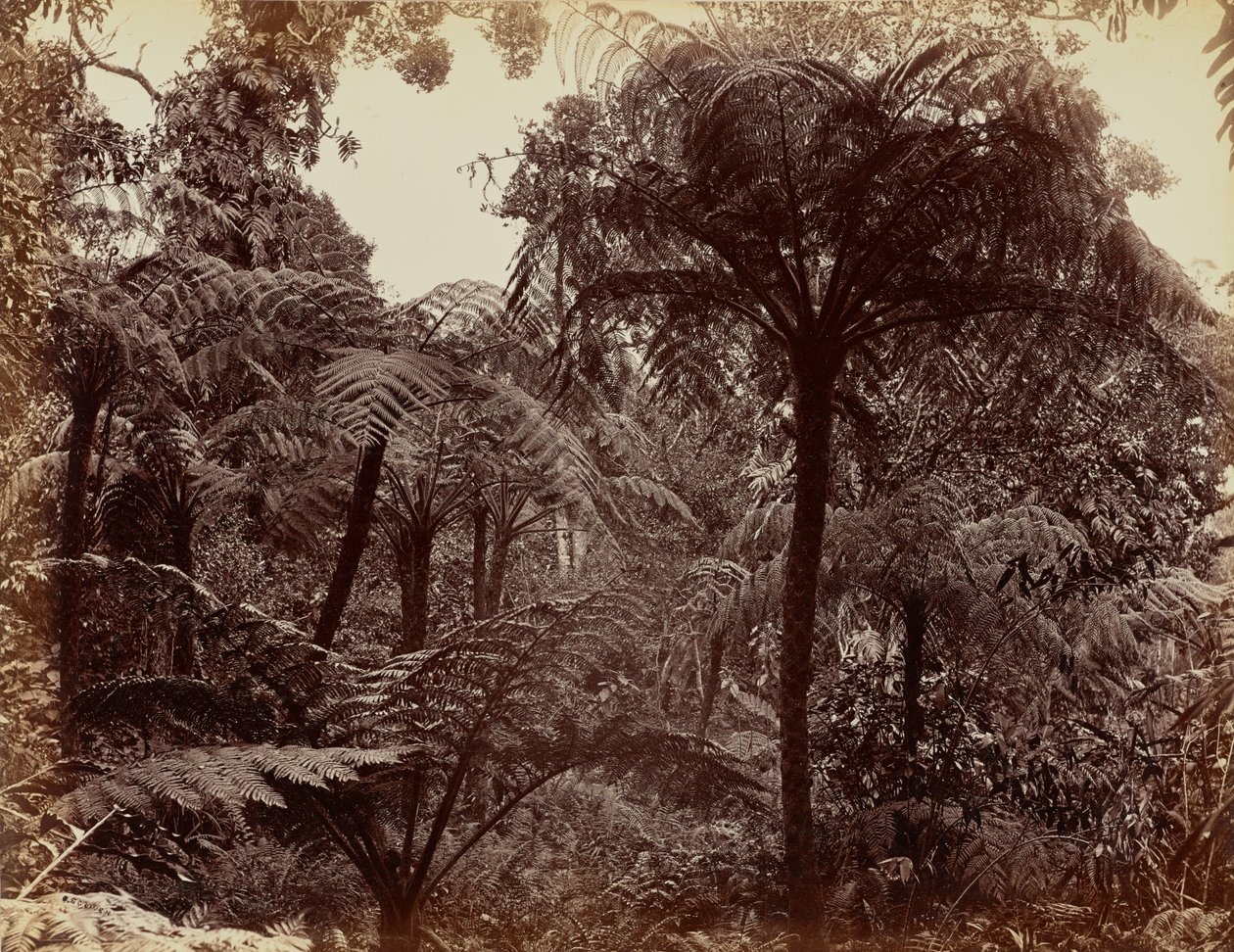 Hakgala Gardens, Nuwara Eliya av Charles T. Scowen