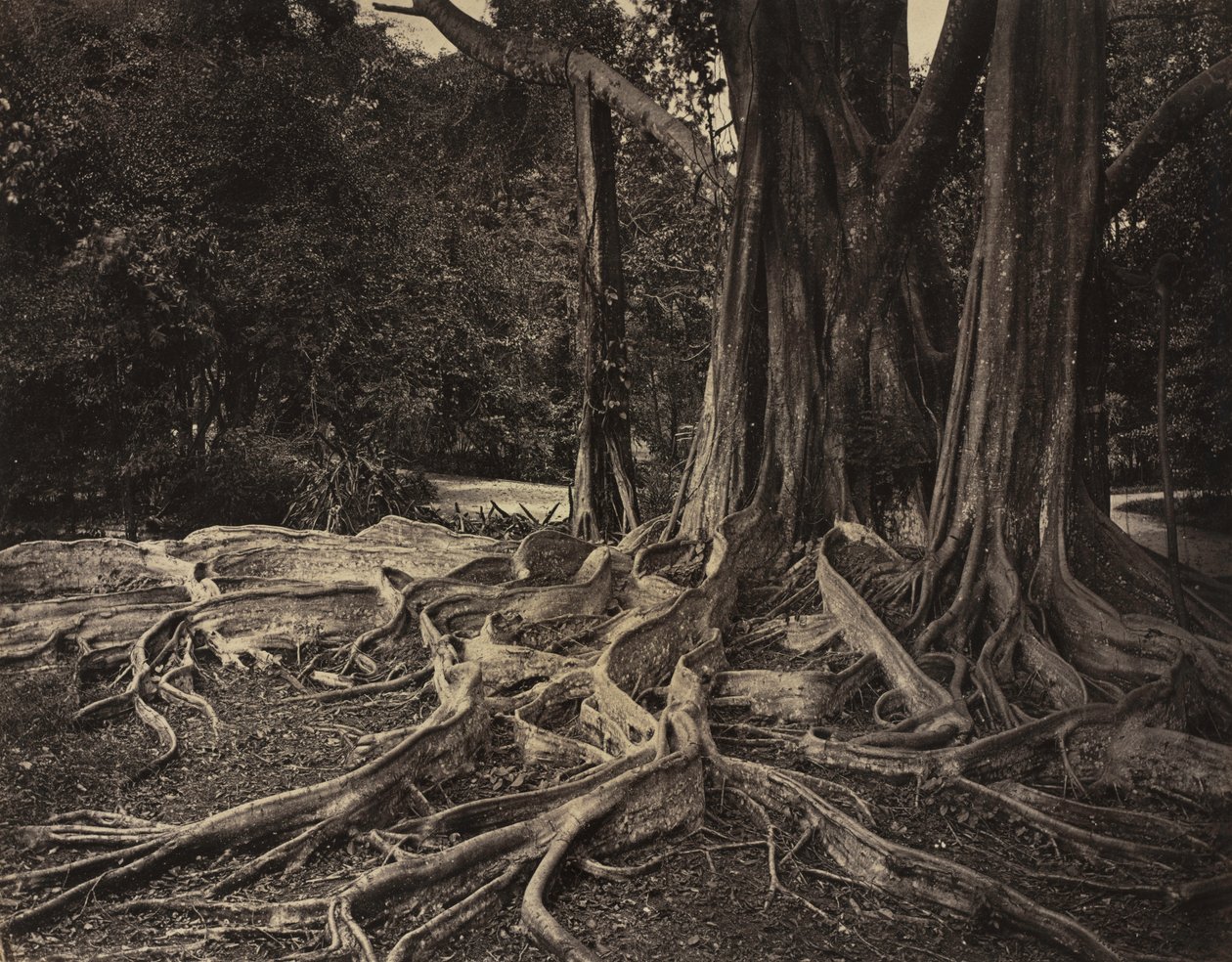 Rubber Tree, Assam, Indien (Ficus Elastica) av Charles T. Scowen