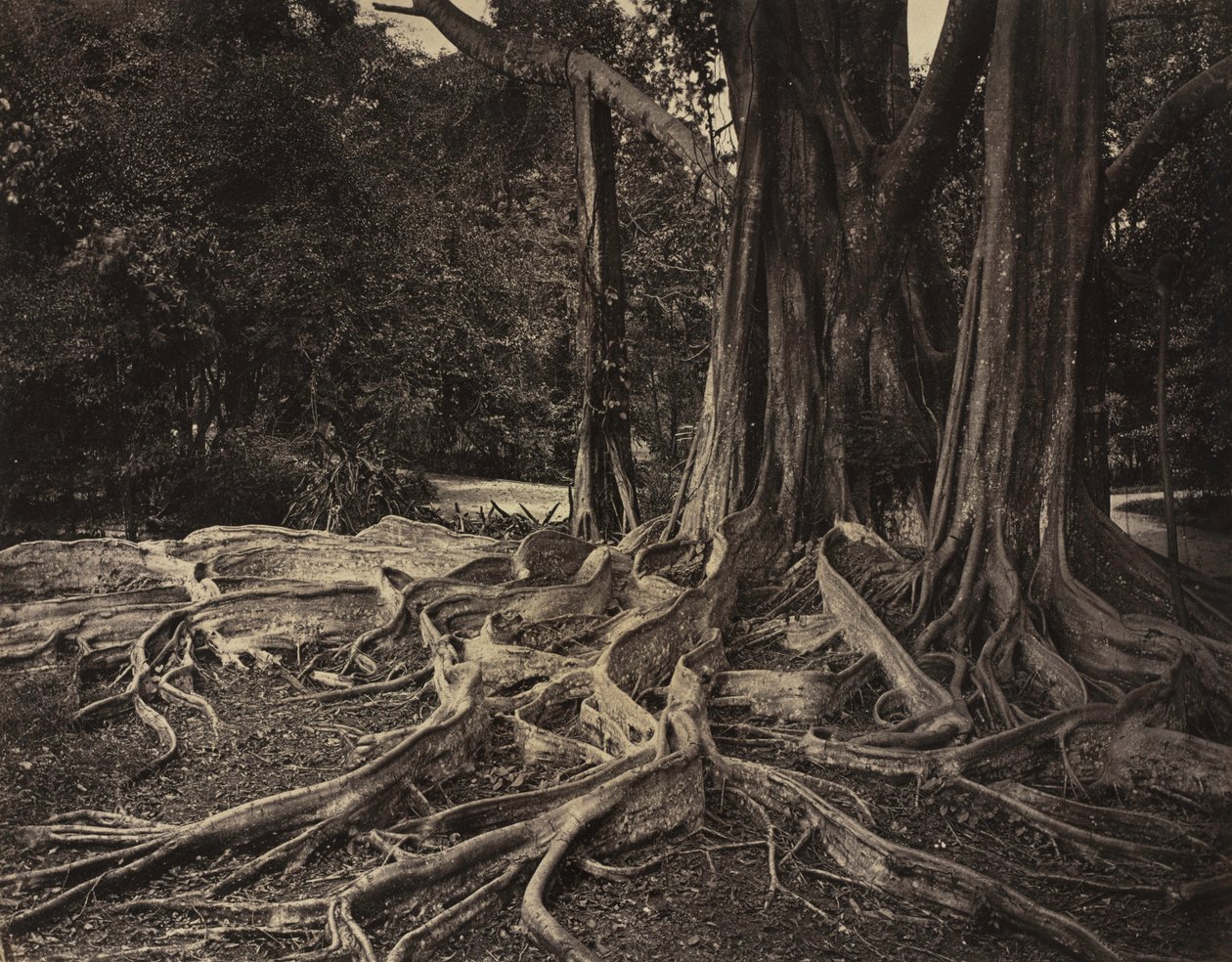 Rubber Tree, Assam, Indien Ficus Elastica, ca 1880-talet. av Charles T. Scowen
