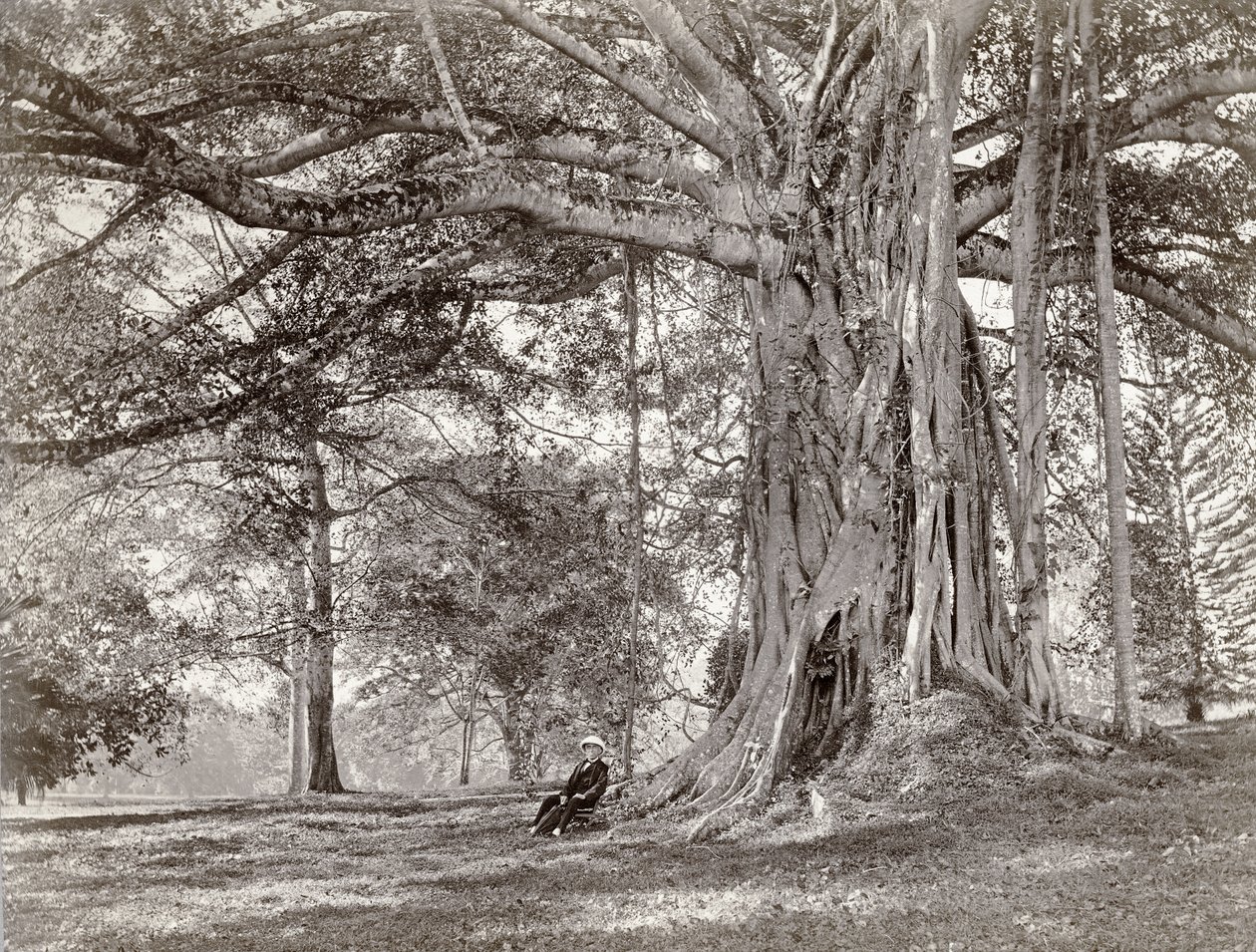En gentleman som sitter under ett stort inhemskt träd på brittiska Ceylon, nu kallat Sri Lanka, 1880-talet av Charles T Scowen and Co