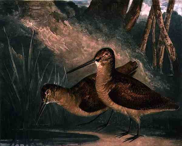 Woodcocks, tallrik 4 av British Feather Game, graverad av konstnären, pub. av R. Ackermann, ca 1810 (mezzotintgravyr) av Charles Turner