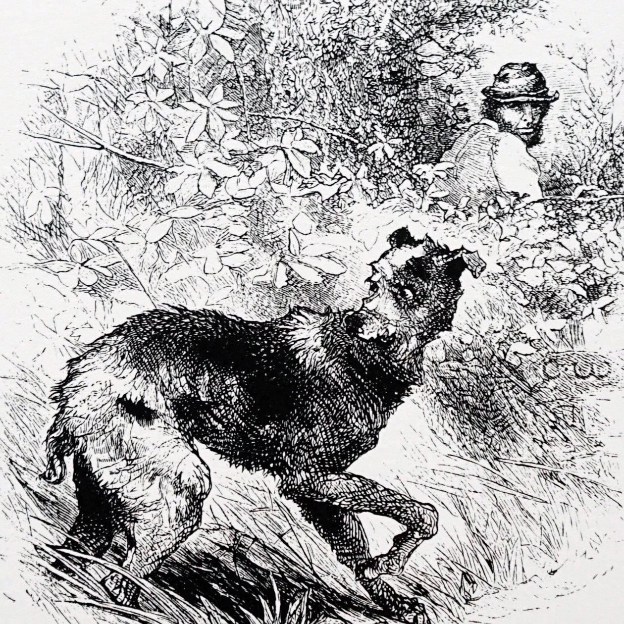 En tjuvjägare med sin lurcher av Charles Whymper