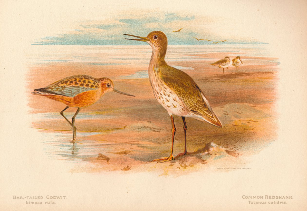 Stångstjärtsnäva Limosa rufa, rödbena Totanus, 1900, 1900 av Charles Whymper