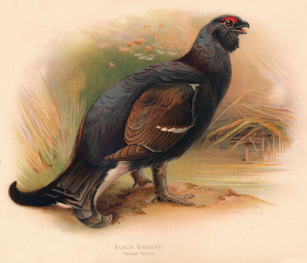 Grouse Tetrao tetrix, 1900, 1900 av Charles Whymper