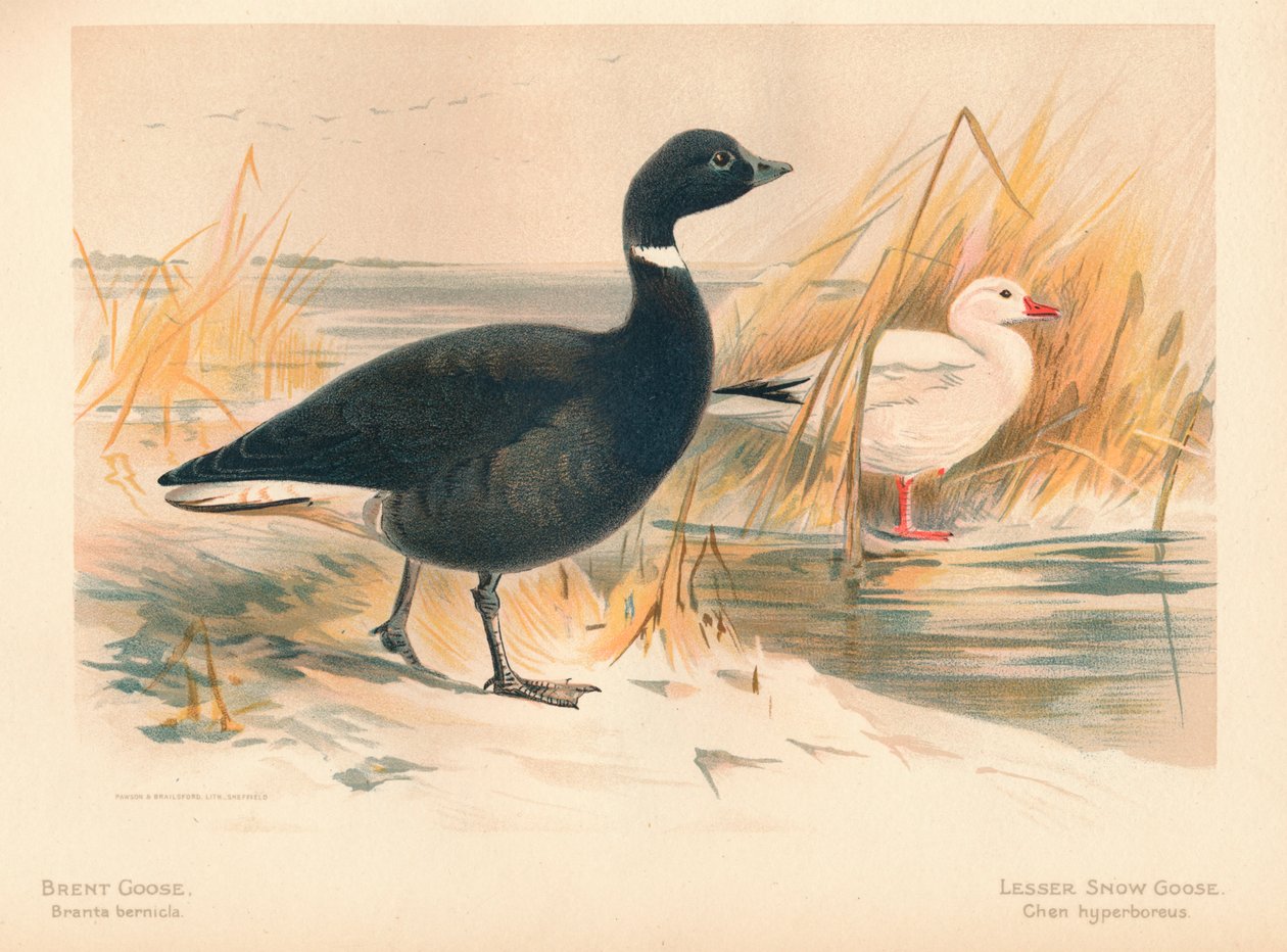 Brentgås Branta bernicla, Lesser Snow Goose Chen hyperboreus, 1900, 1900 av Charles Whymper