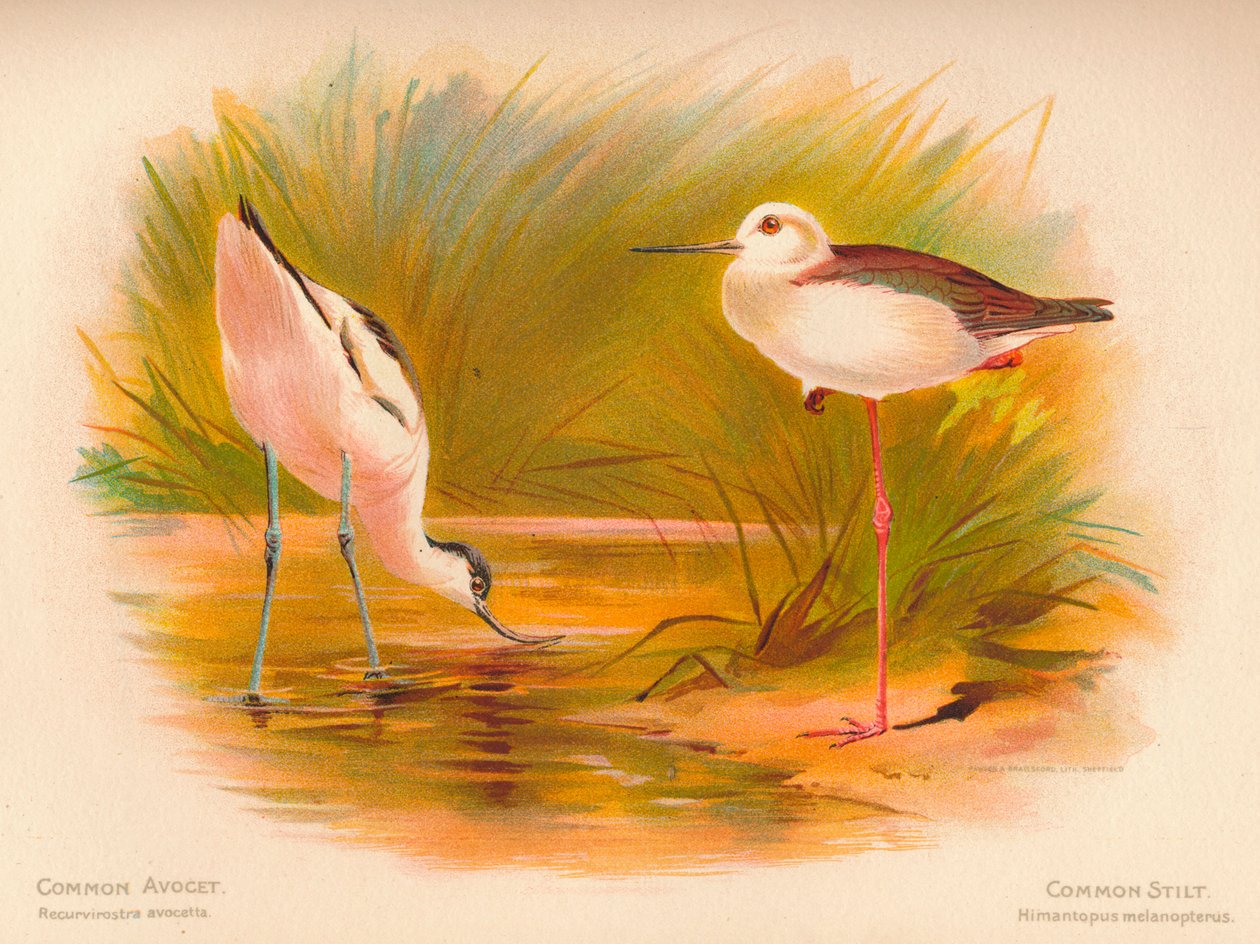 Vanlig avocet Recurvirostra avocetta, vanlig stilta Himantopus melanopterus, 1900, 1900 av Charles Whymper