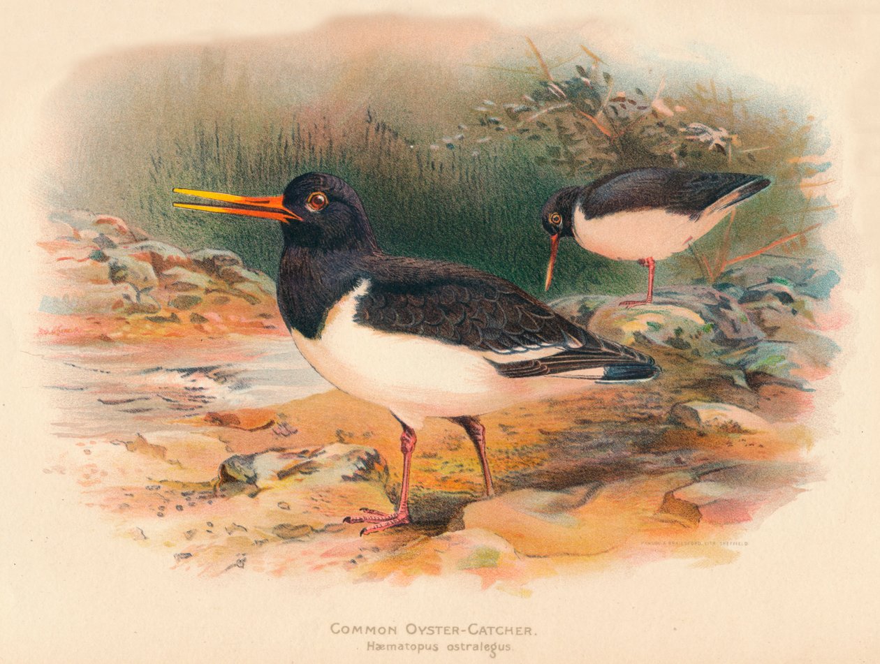 Oyster-catcher Haematopus ostralegus, 1900, 1900 av Charles Whymper