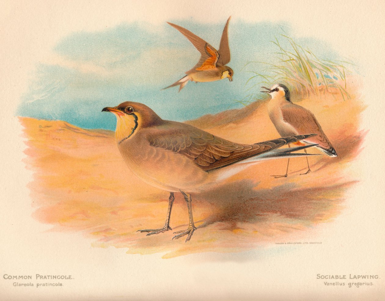 Common Pratincole Glareola pratincola, sällskaplig vipa Vanellus gregarius, 1900, 1900 av Charles Whymper