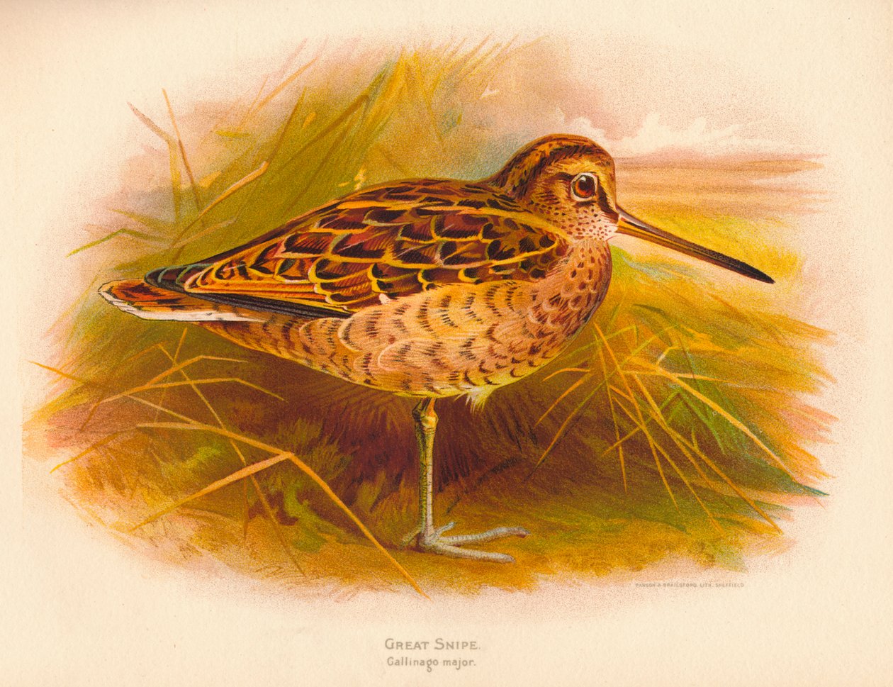Stor snipa Gallinago major, 1900, 1900 av Charles Whymper