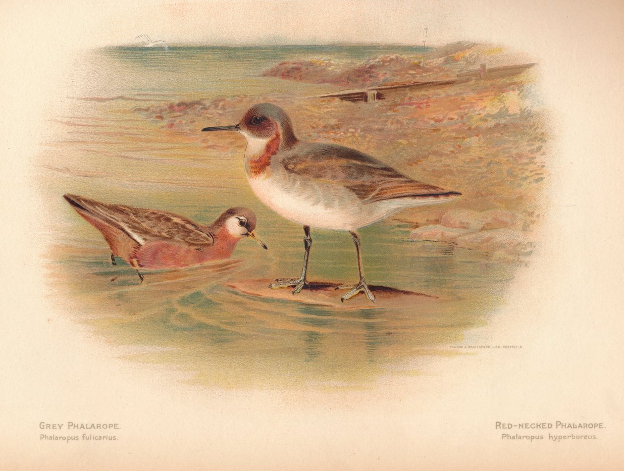 Grå Phalaropus fulicarius, Rödhals Phalarope Phalaropus hyperboreus, 1900, 1900 av Charles Whymper