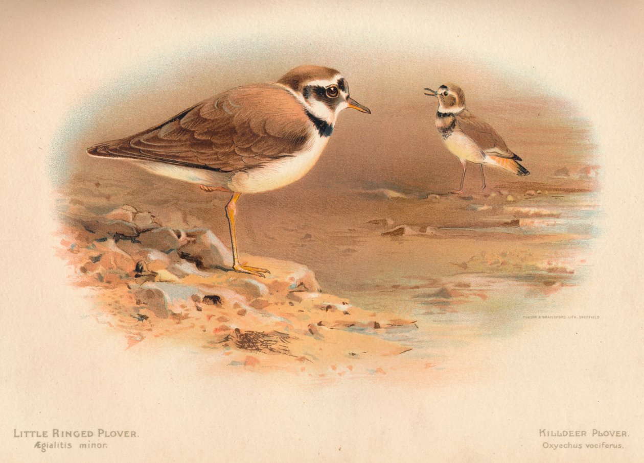Lilla ringpipare Aegialitis minor, Råttröja Oxyechus vociferus, 1900, 1900 av Charles Whymper