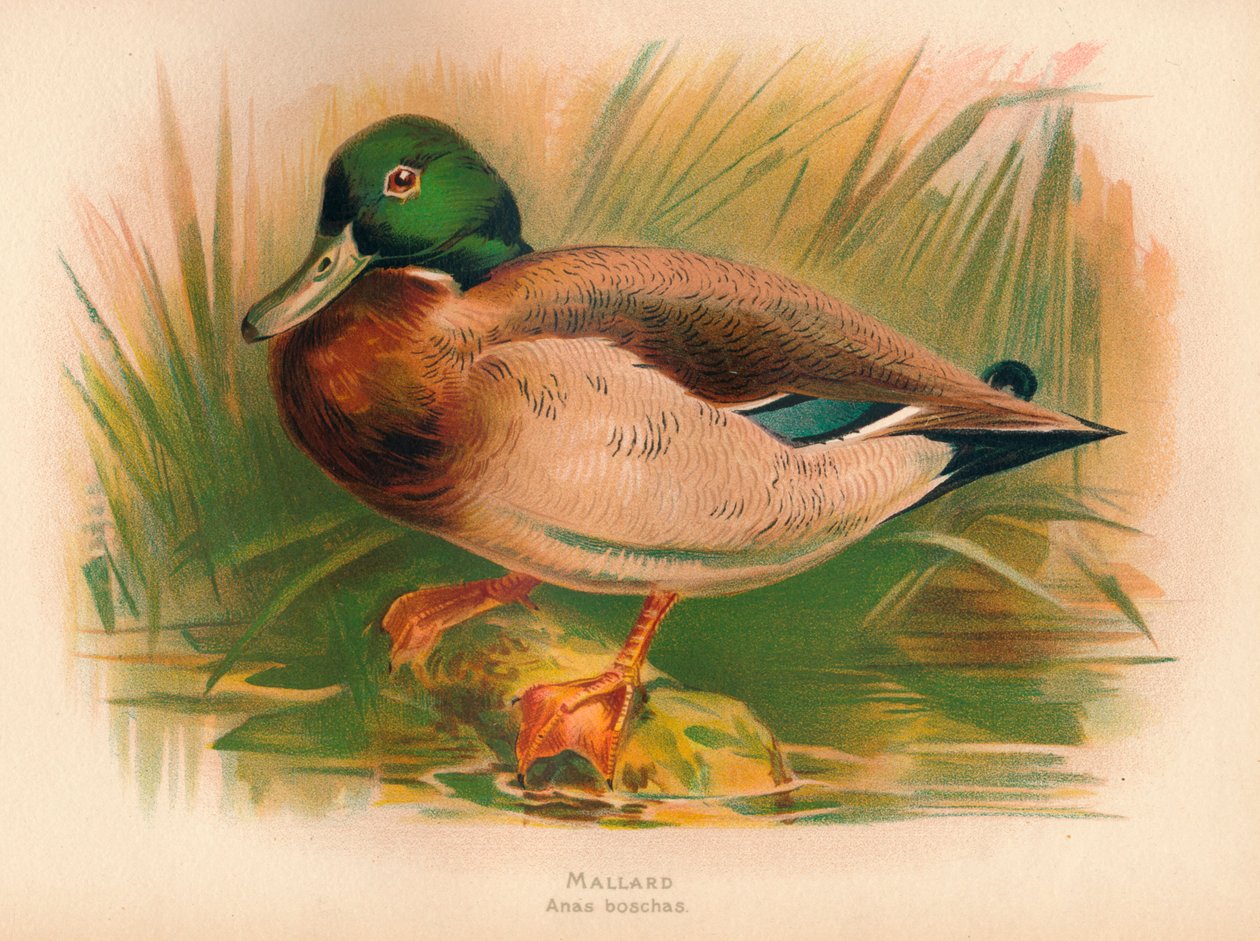 Gräsand Anas boschas, 1900, 1900 av Charles Whymper