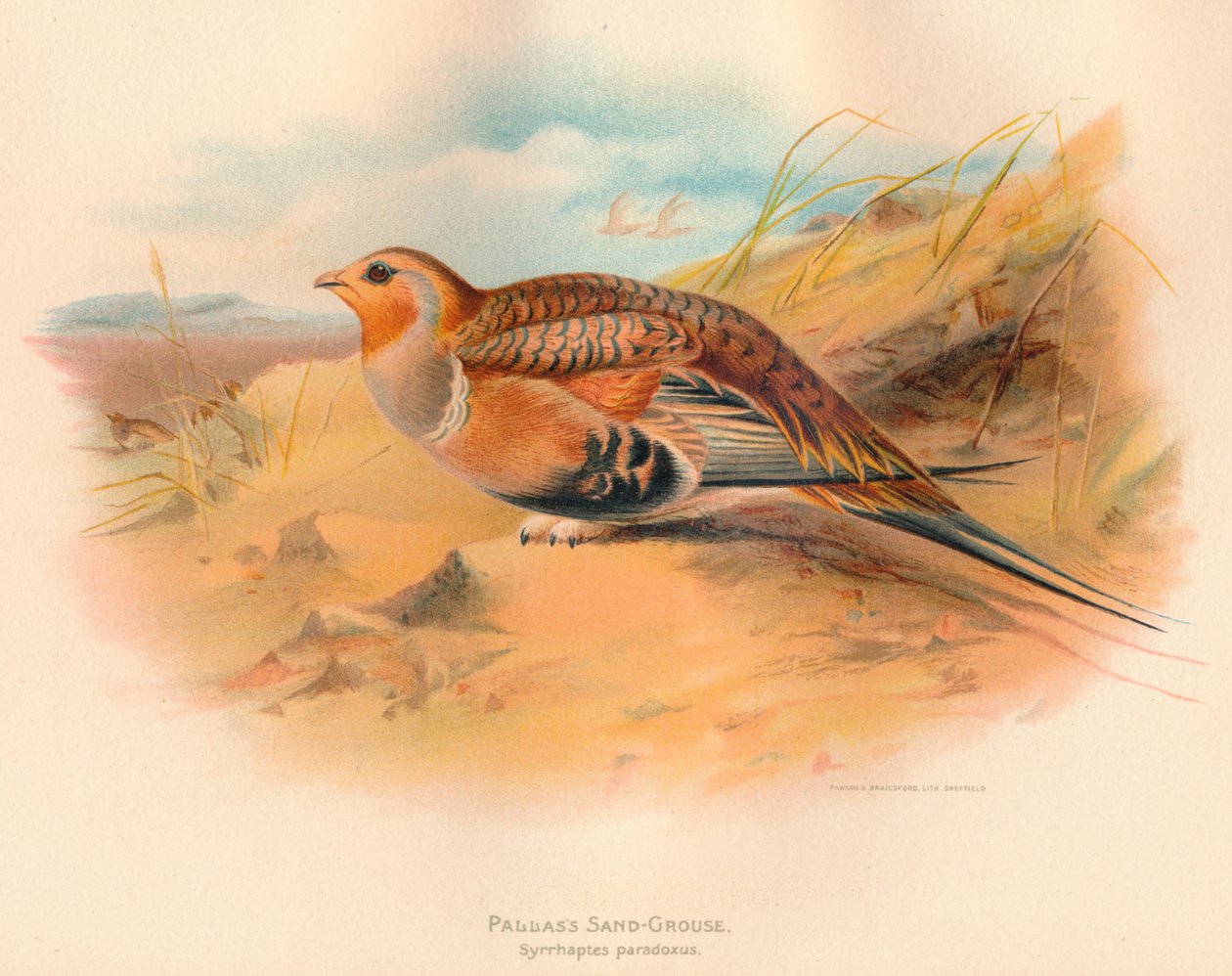 Pallass Sand-Grouse Syrrhaptes paradoxus, 1900, 1900 av Charles Whymper
