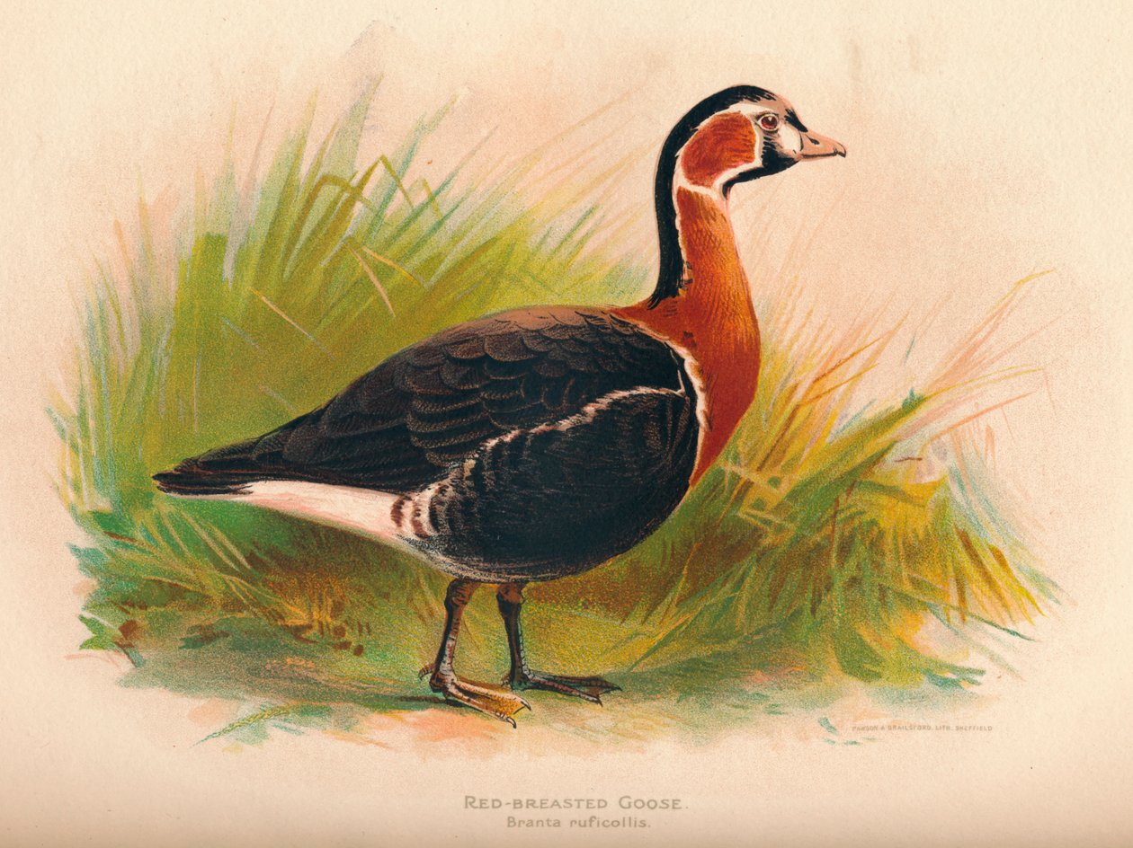 Rödbröstgås Branta ruficollis, 1900, 1900 av Charles Whymper