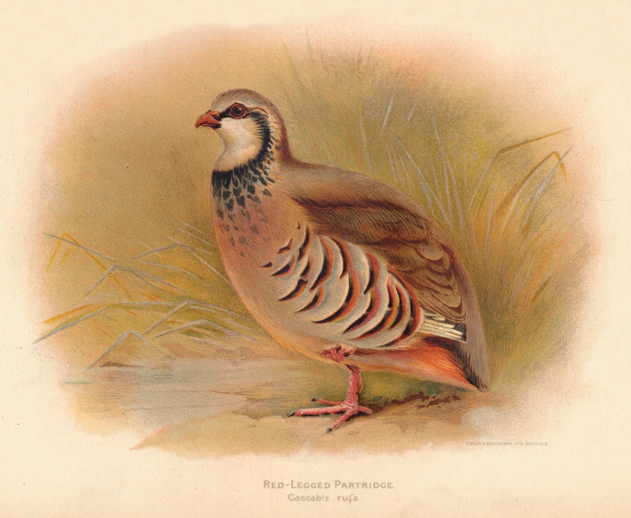 Rödbensrapphöna Caccabus rufa, 1900, 1900 av Charles Whymper