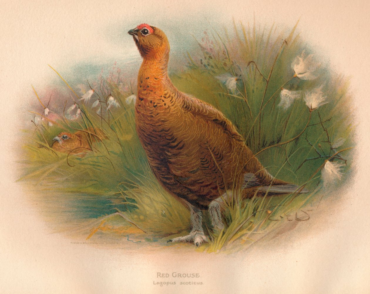 Orra Lagopus scoticus, 1900, 1900 av Charles Whymper