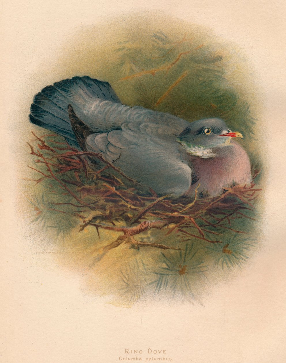 Ringduva Columba palumbus, 1900, 1900 av Charles Whymper