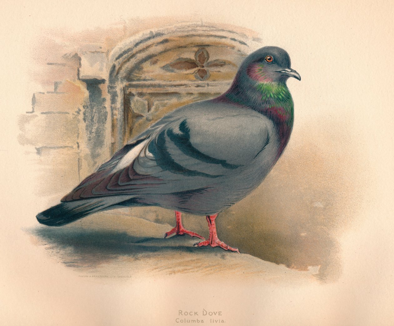 Rock Dove Columba livia, c1900, 1900 av Charles Whymper